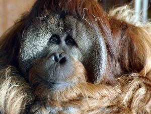 Washington, DC, USA- Azy, the orang utan at the National Zoo on April 23, 2003. Photo by Jocelyn Augustino