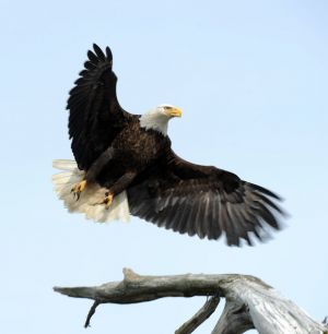 eagle1.jpg